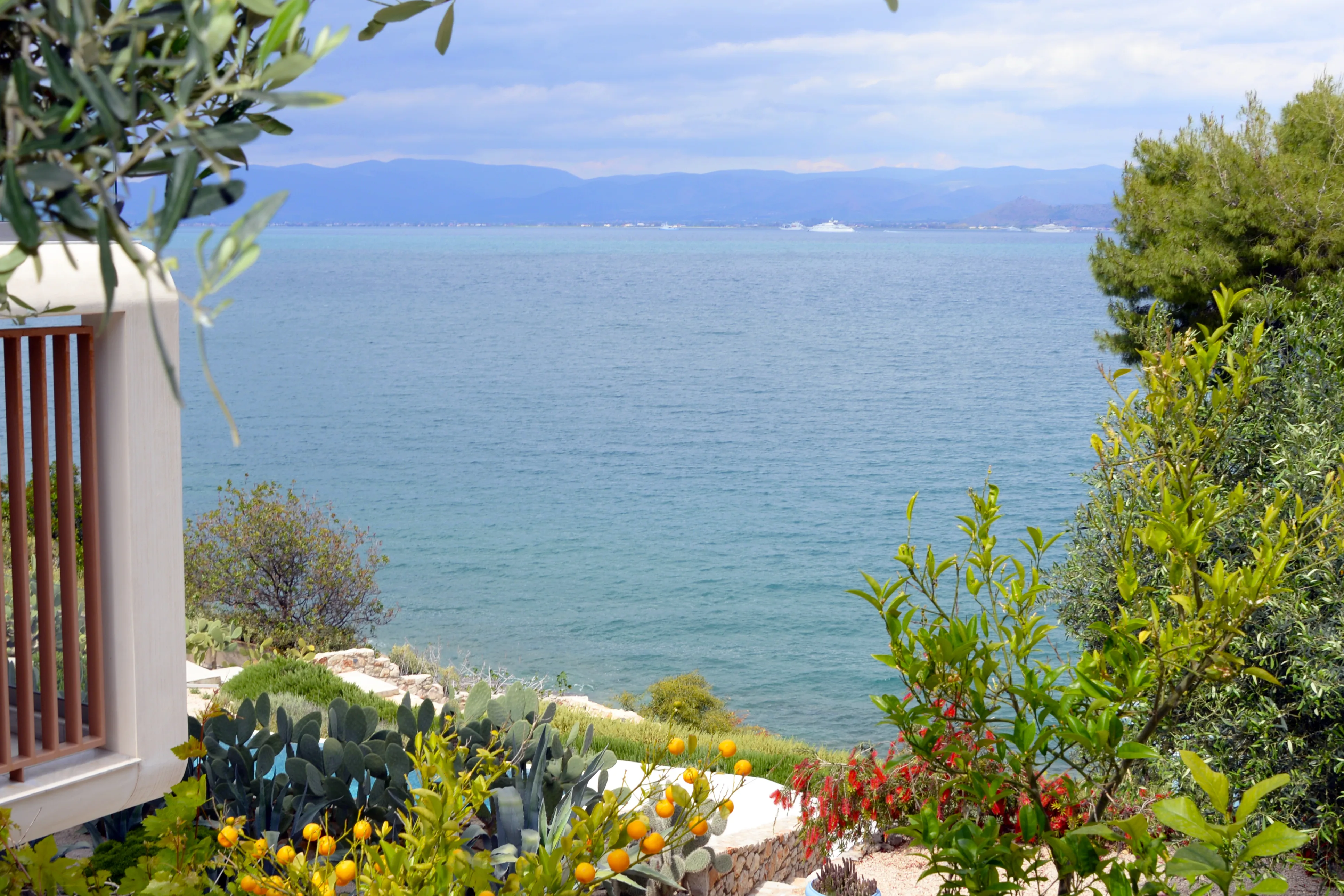 Olive branches and cacti above the open sea